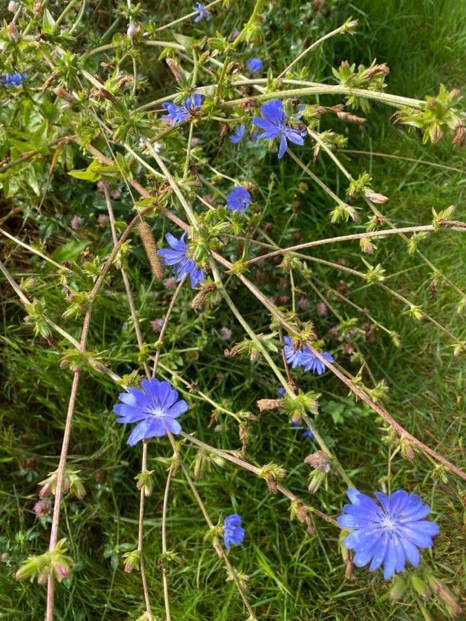 Cicoria spinosa 13