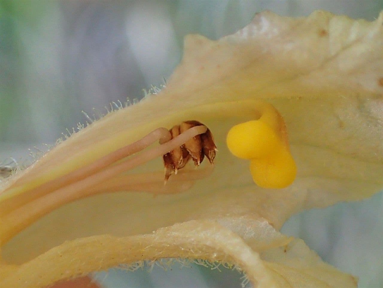 Orobanche gialla 4