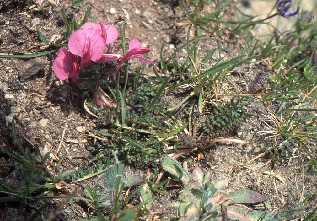 Pedicularis kerneri 5