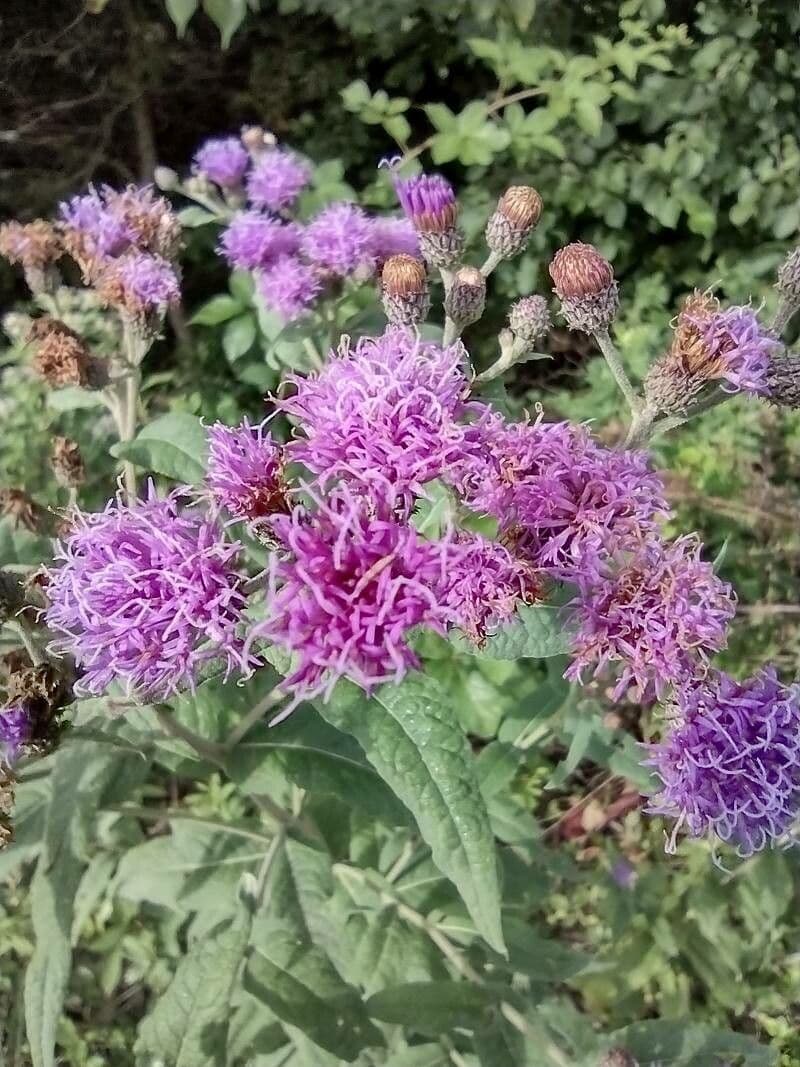 Vernonia 4