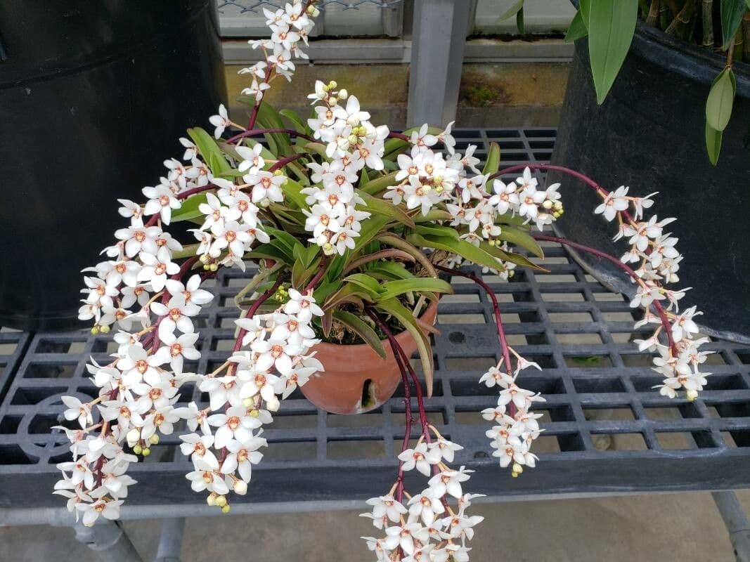 Sarcochilus 6