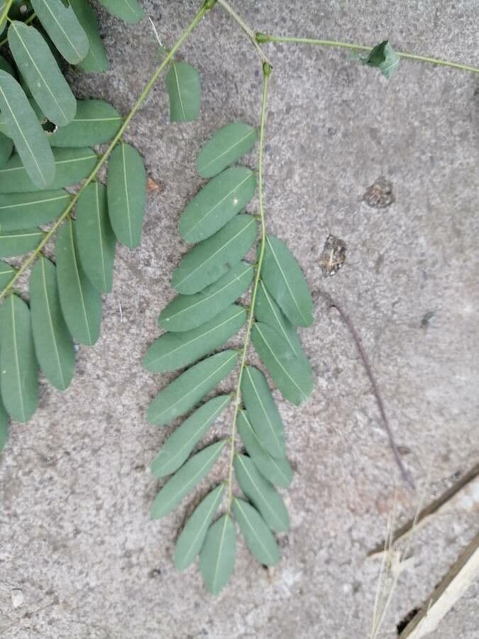 Myrospermum 6