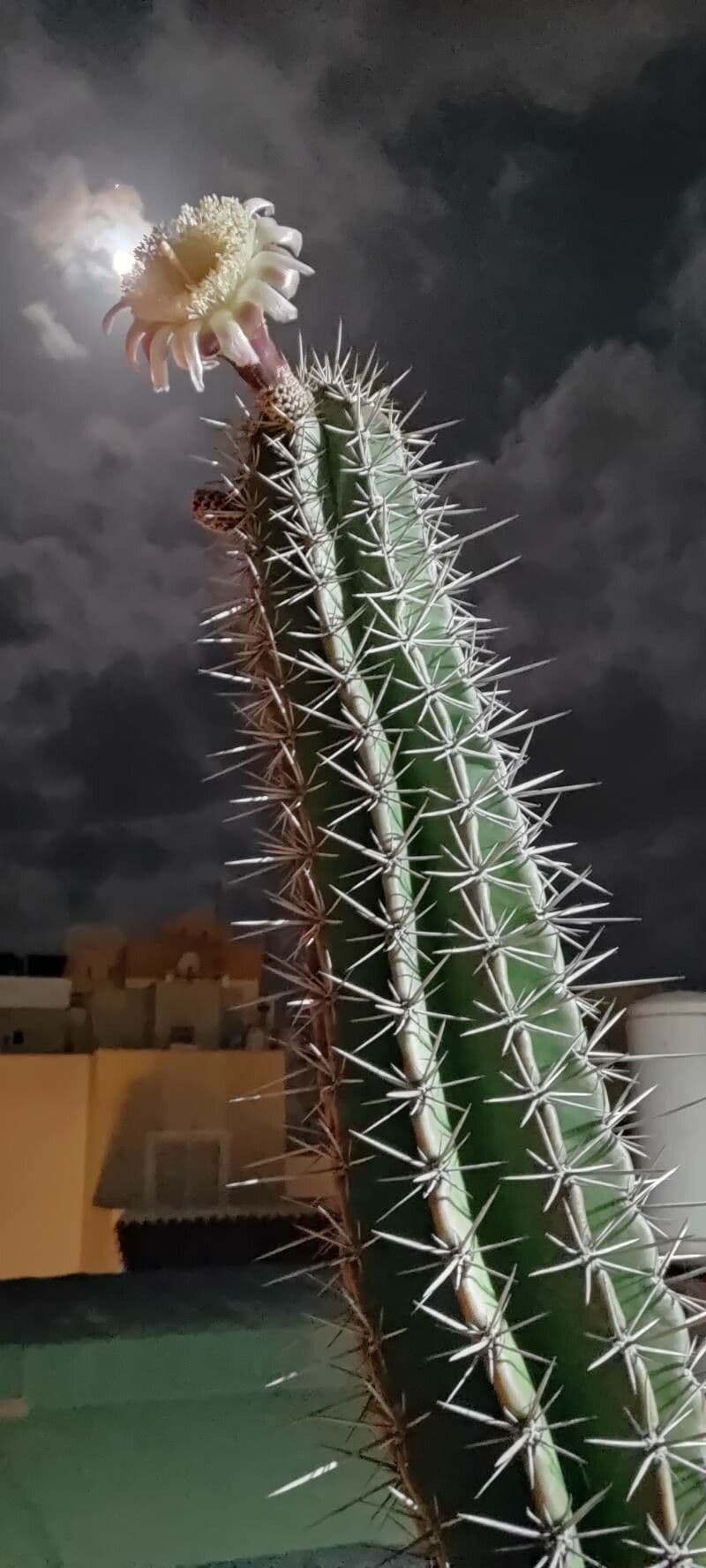 Kammkaktus