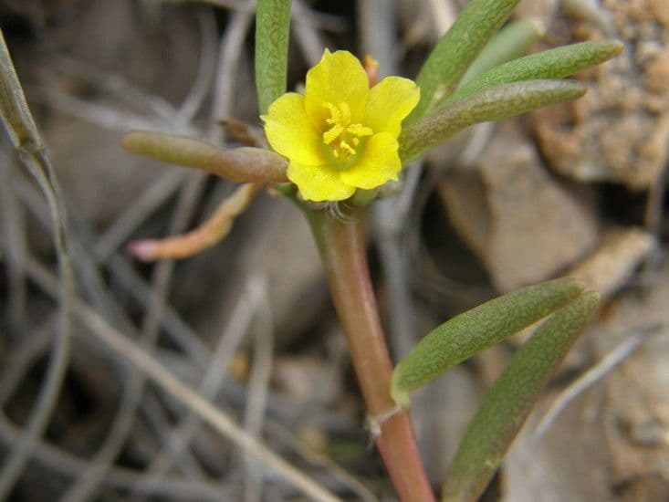 Portulaca 5