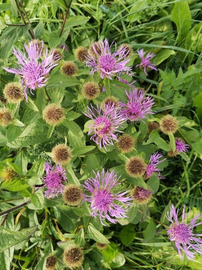Einköpfige Flockenblume 23