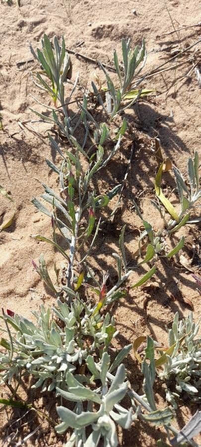 Senecio crassiflorus 5