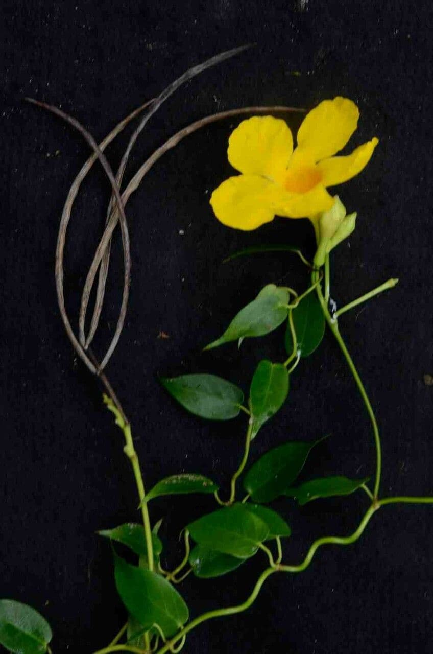 Mandevilla 2