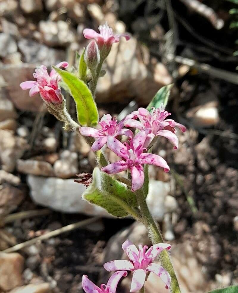 Oxypetalum 5