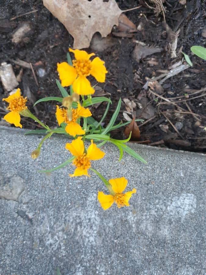 Tagetes 3