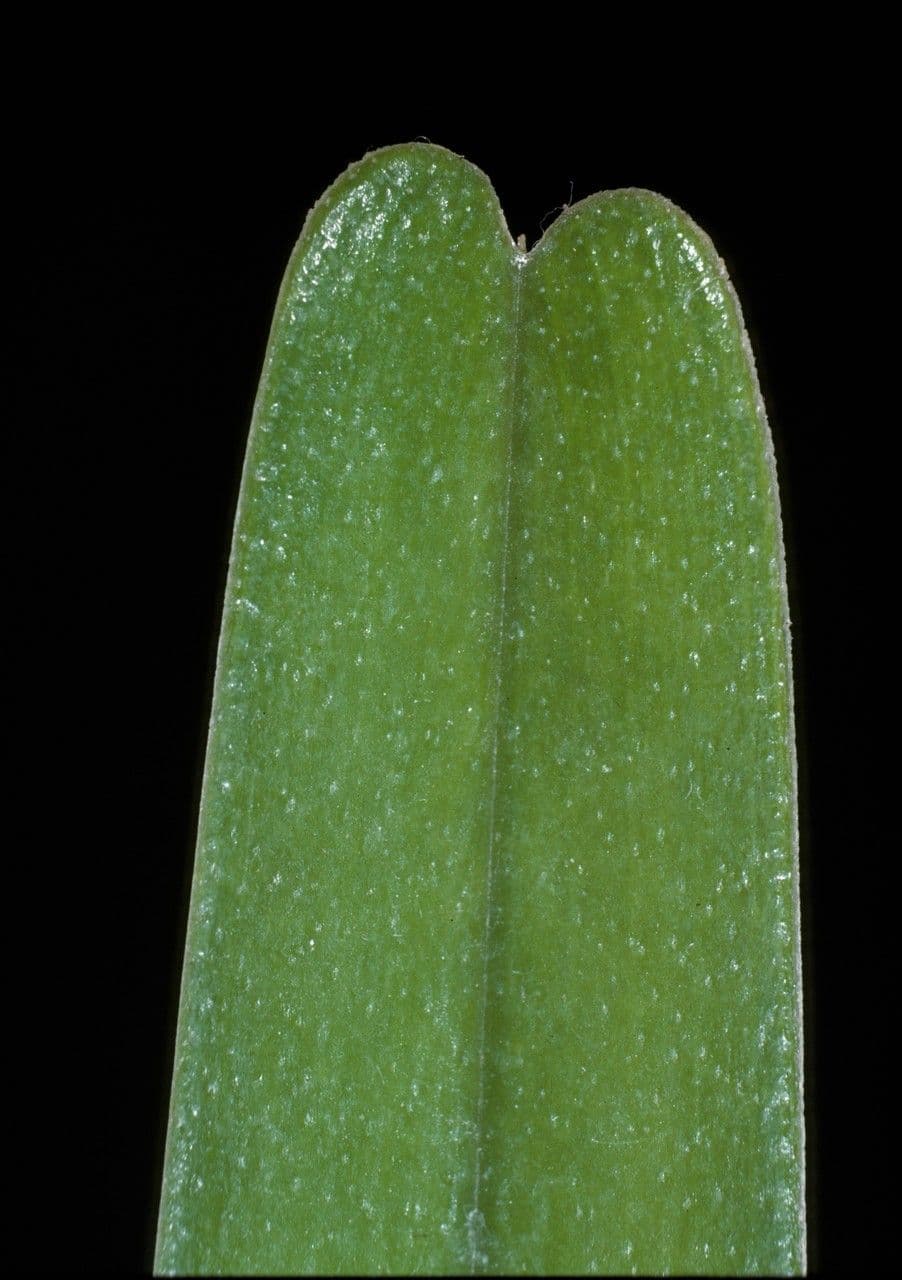 Epidendrum 4