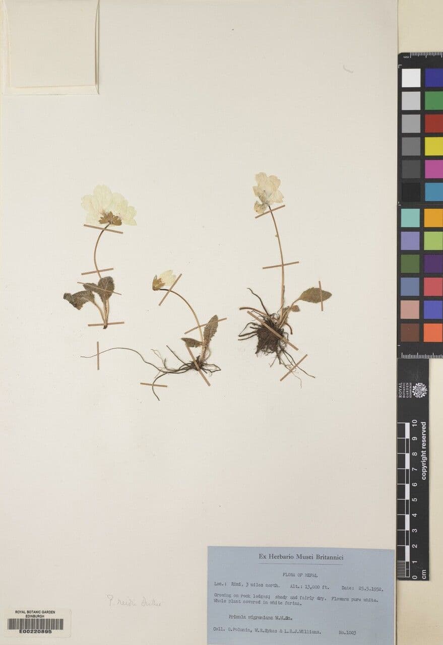 Primula 10