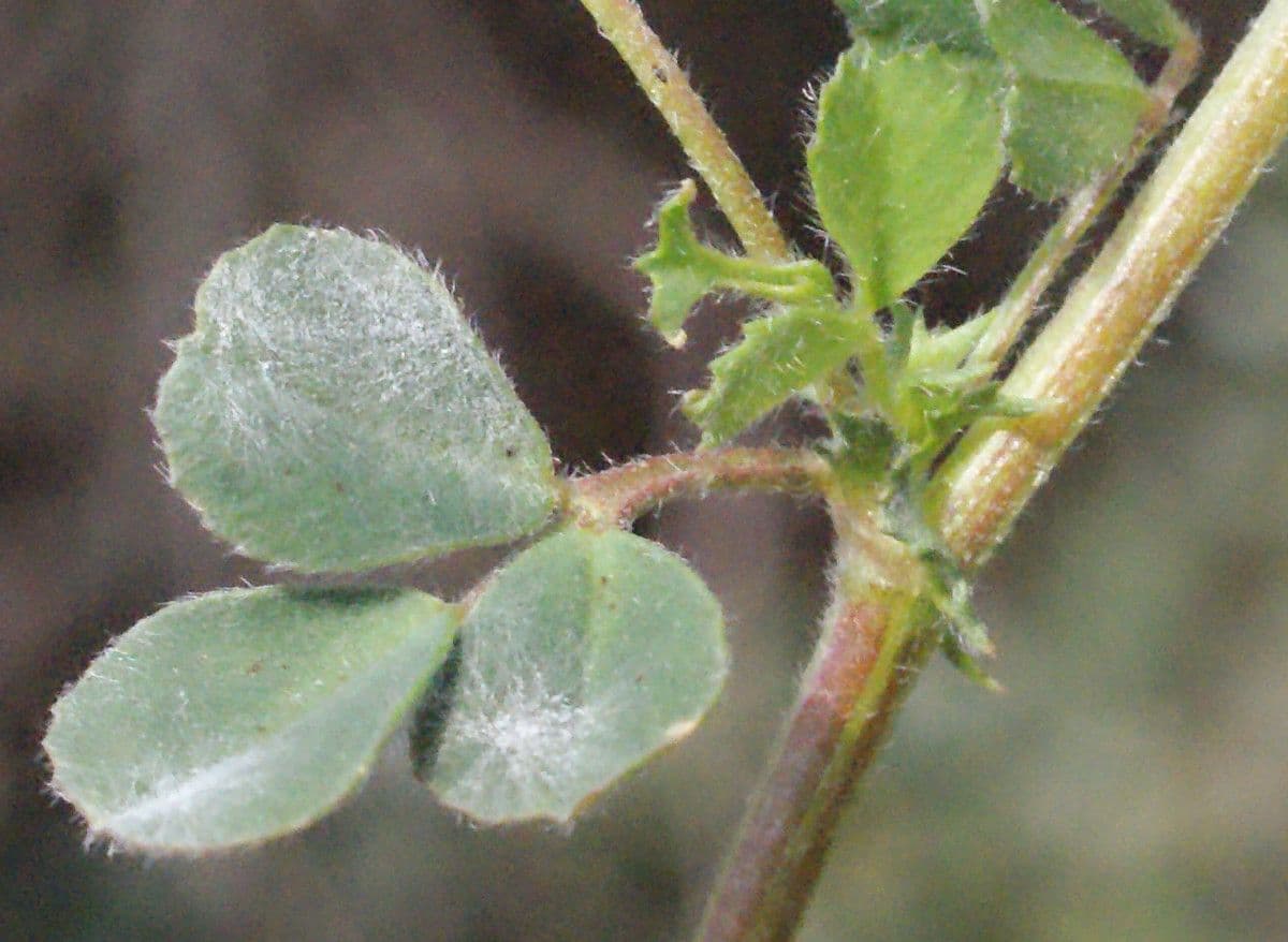 Erba medica minima 16