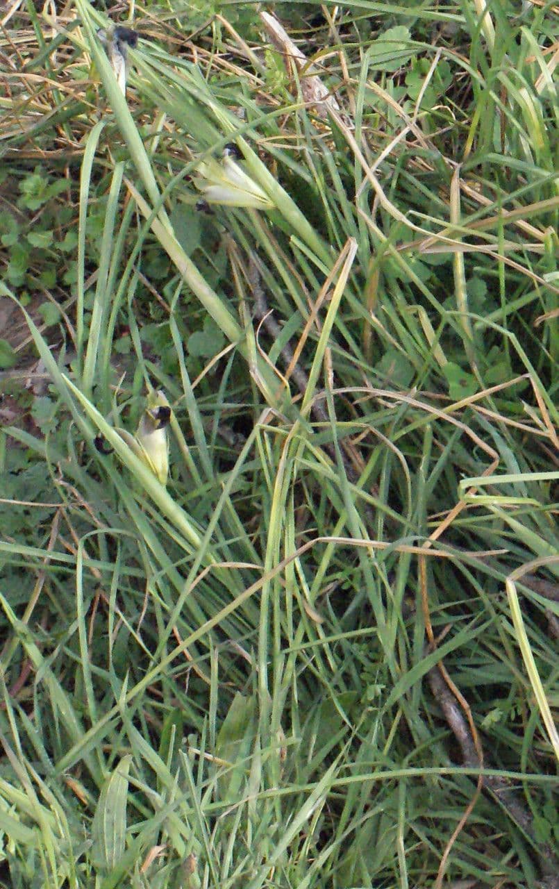 Iris tuberoso 12