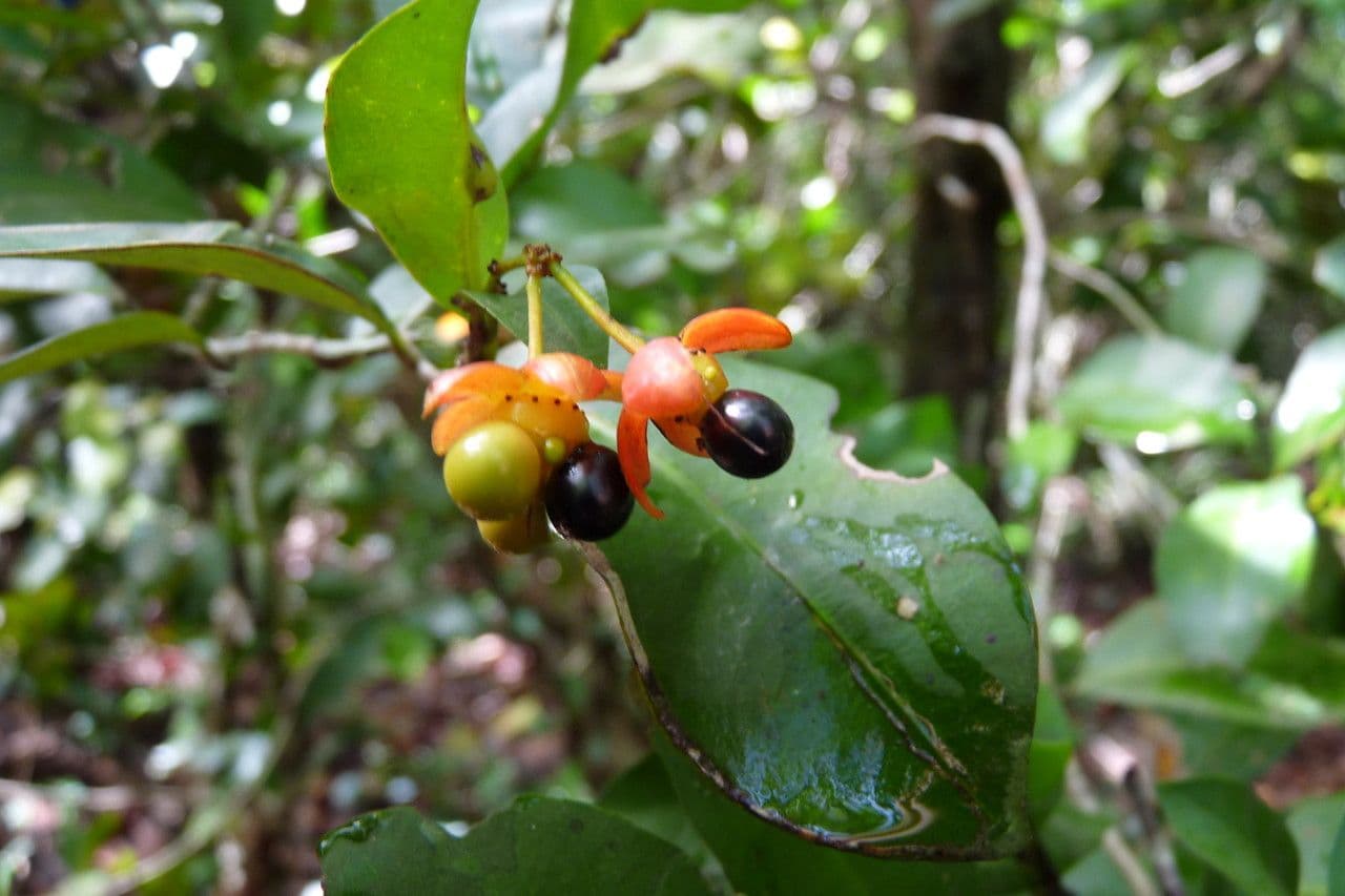 Ochna 5