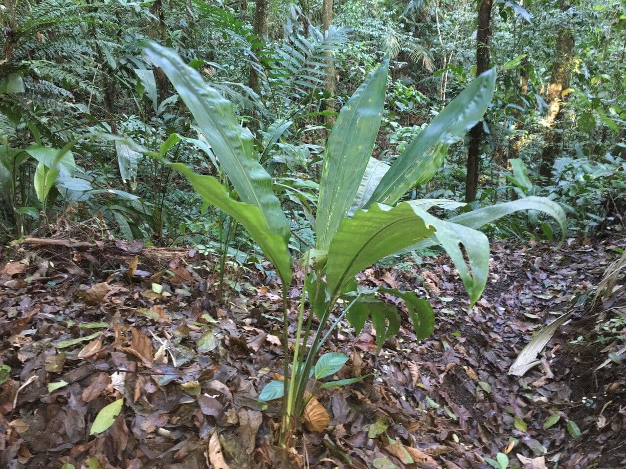 Cyclanthus 11