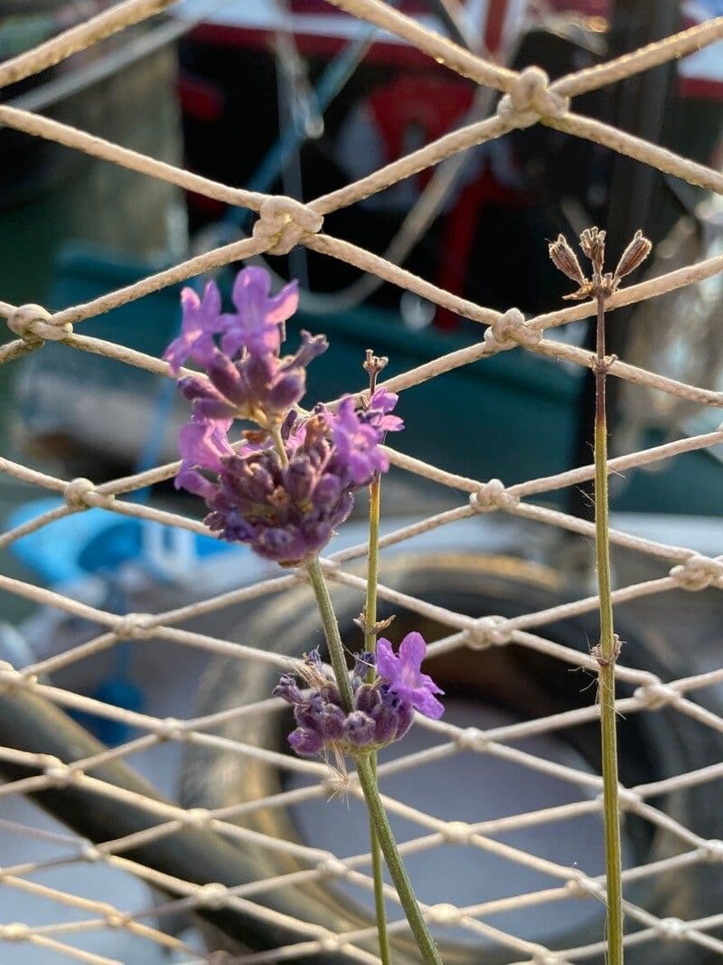 Lavanda 3