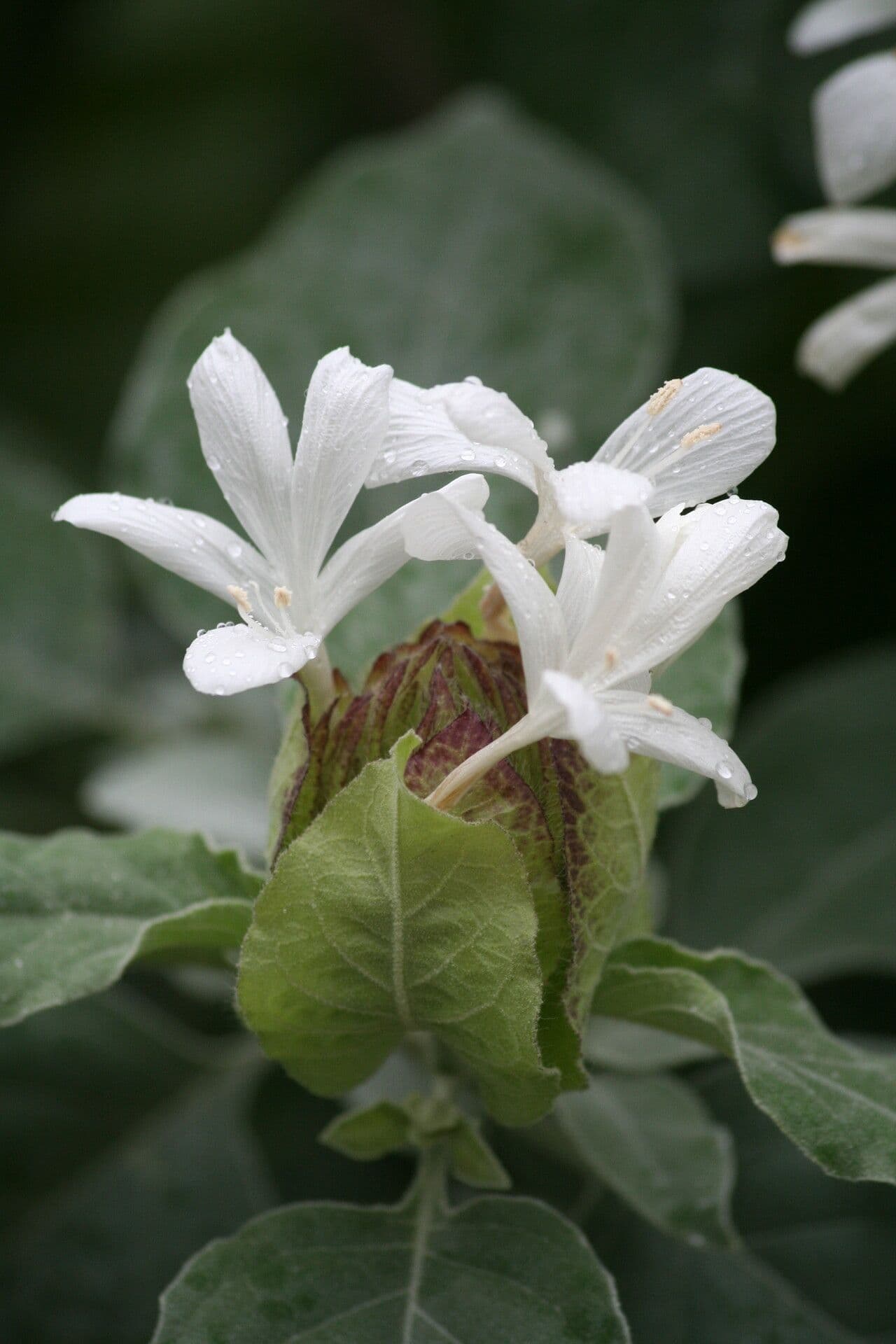 Barleria