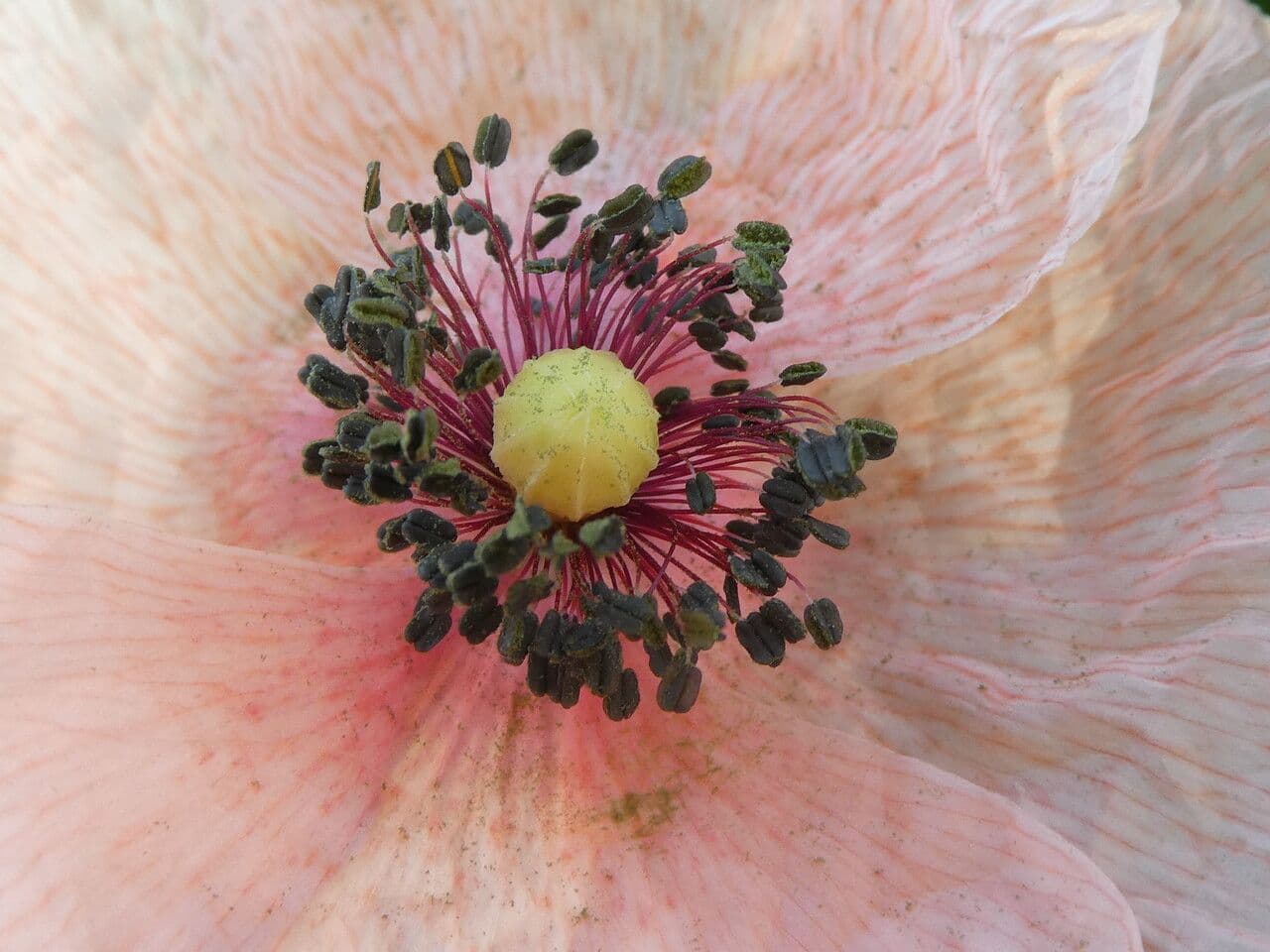 Saat-Mohn 6