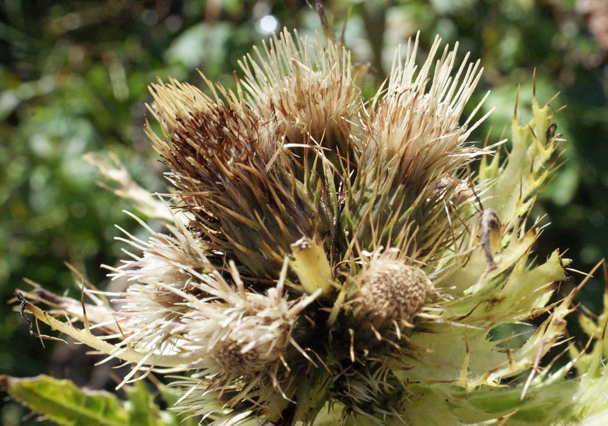 Cardo spinosissimo