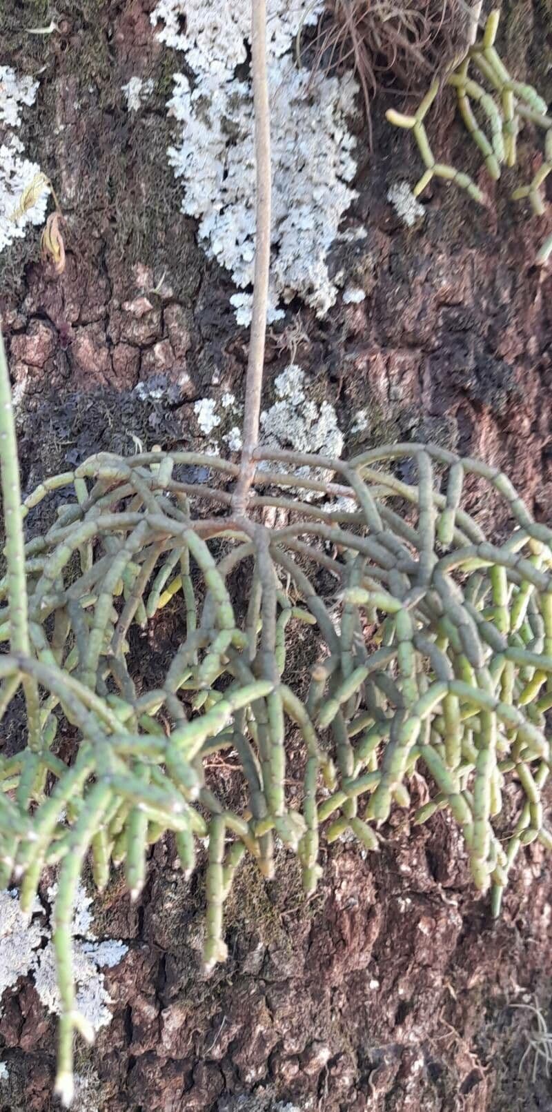 Cactus corail 7