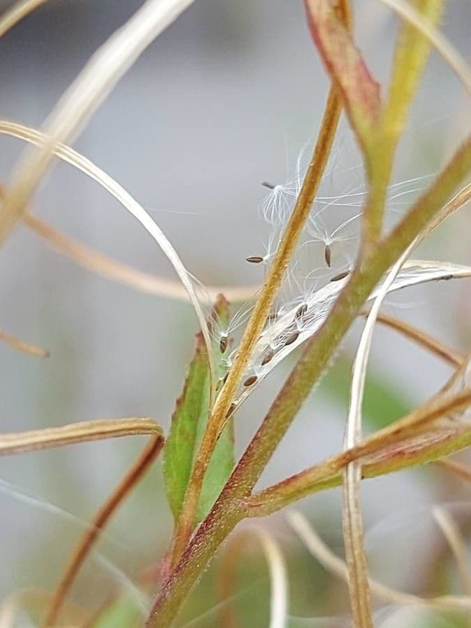 Epilobio ciliato 4