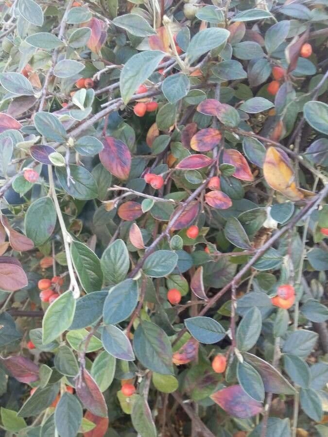 Cotoneaster di Franchet 13