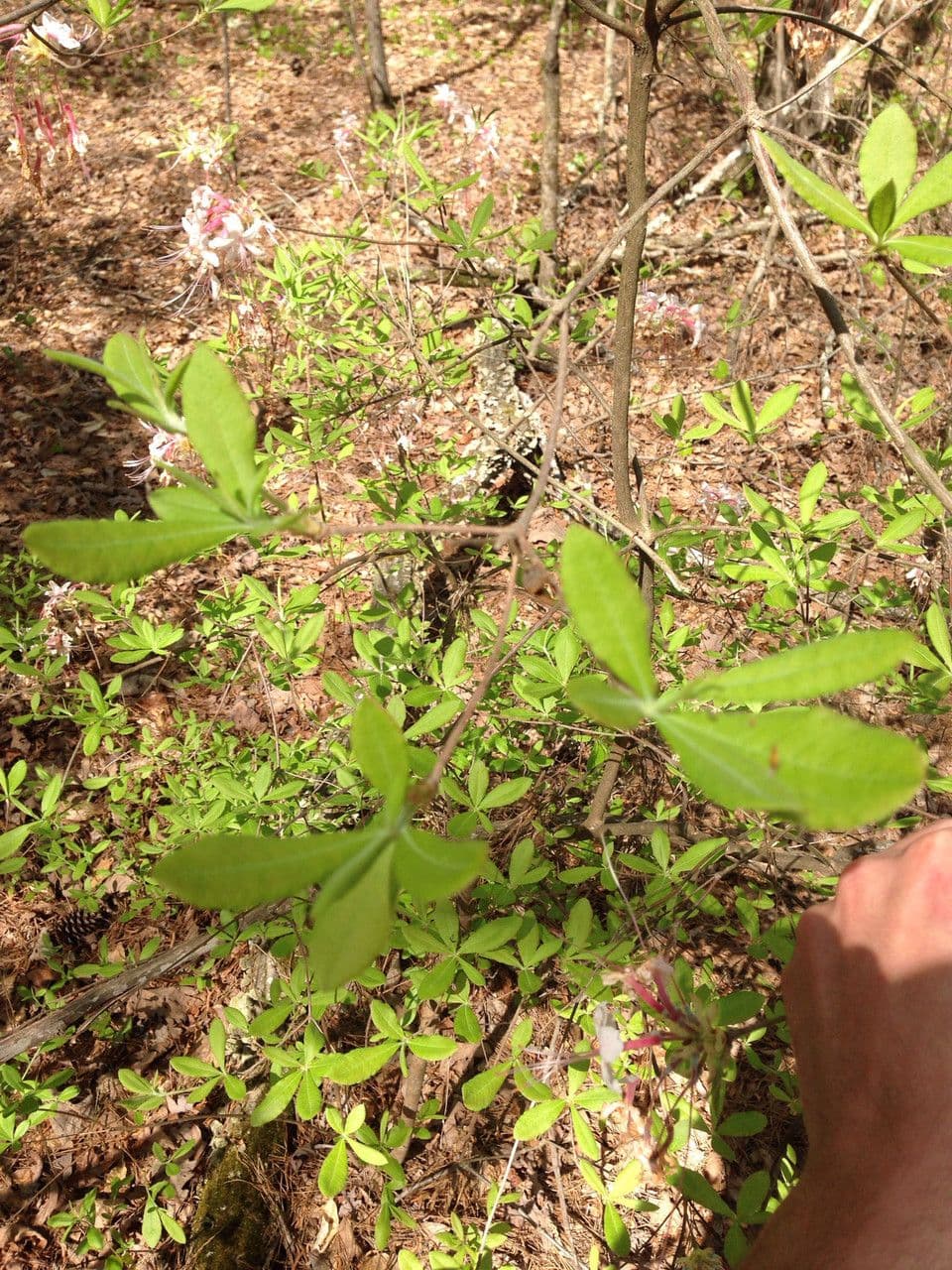 Rododendro 10