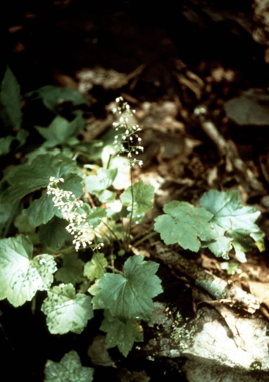 Alumroot peludo 10