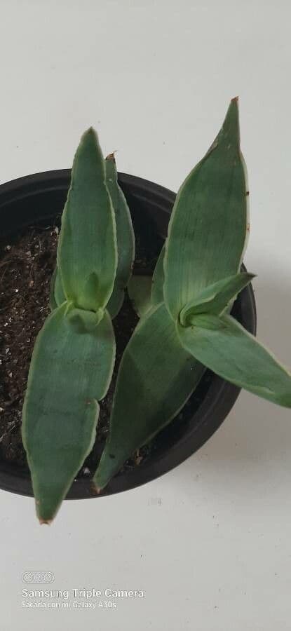 Aloe striata 3
