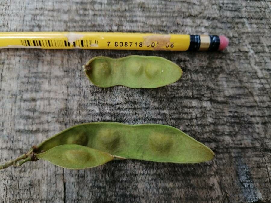 Lonchocarpus 4