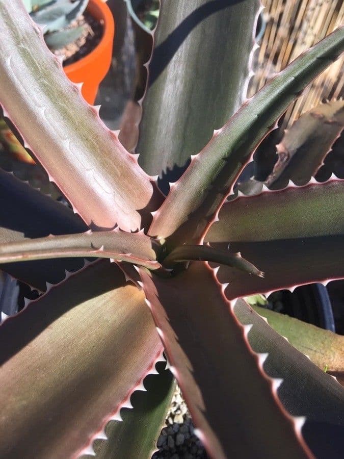 Aloe 2