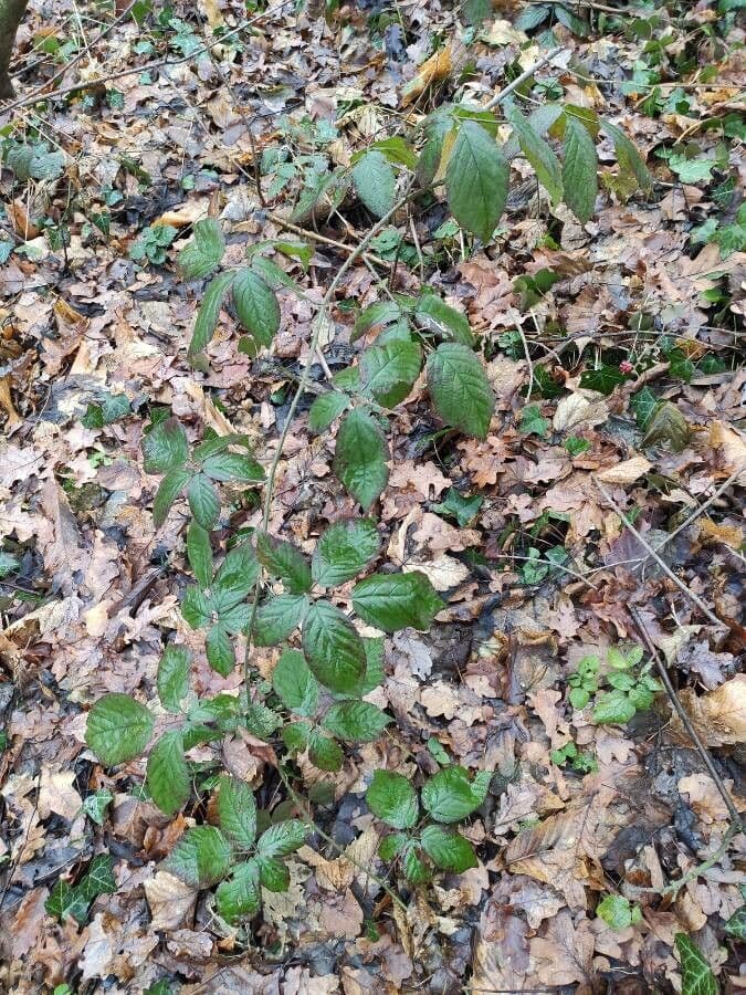 Großblättrige Brombeere 15
