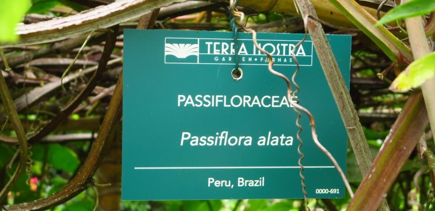 Passiflora 18