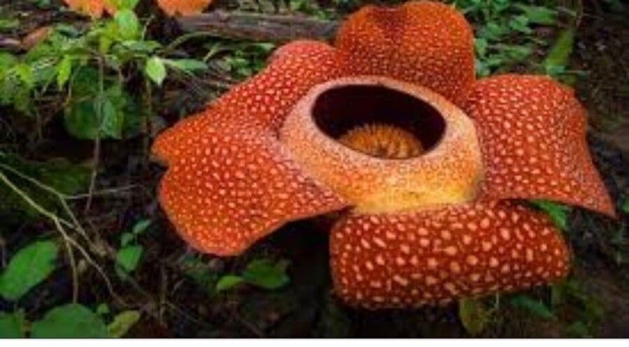 Corpse Flower 5