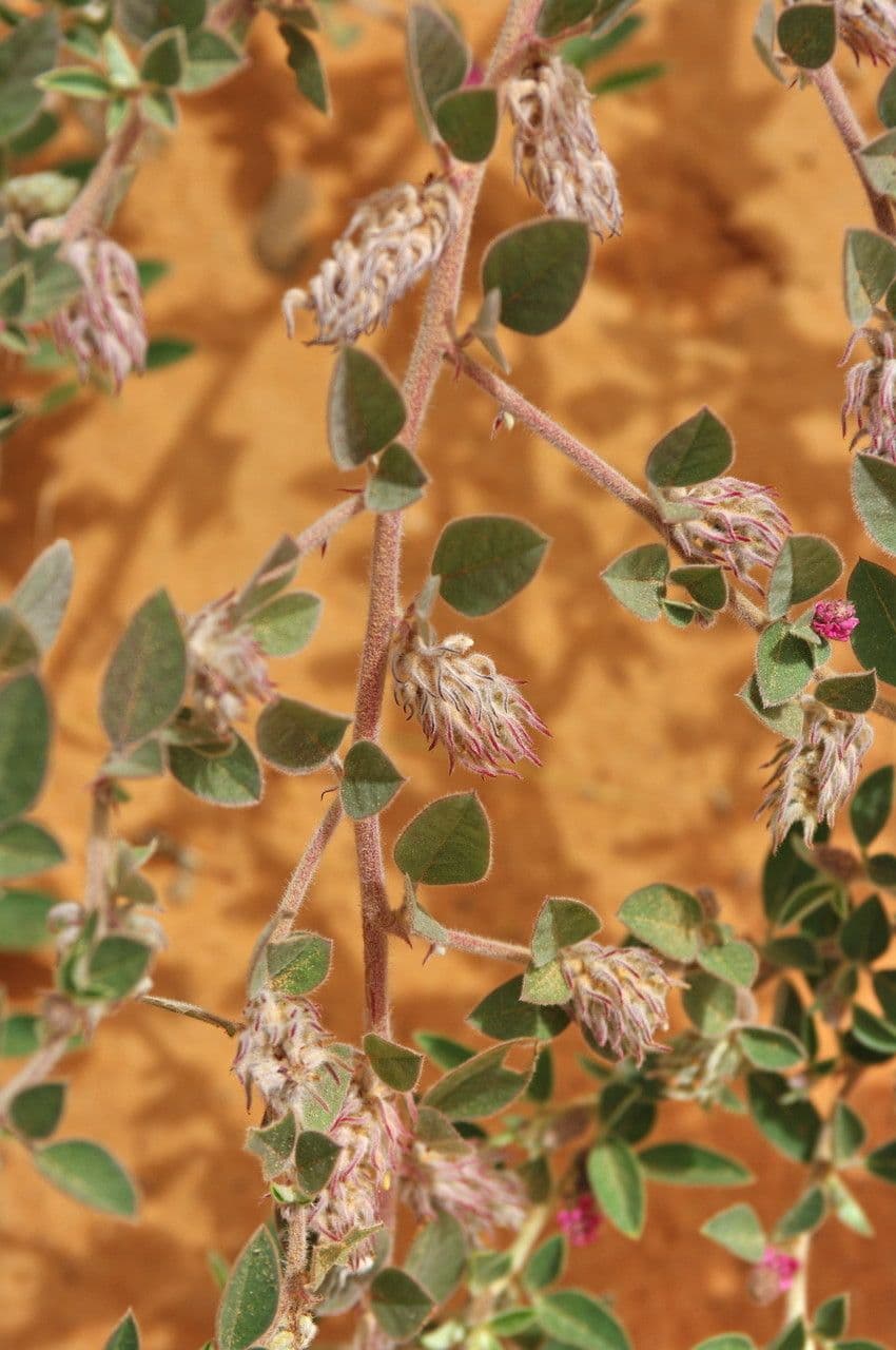 Indigofera diphylla 18