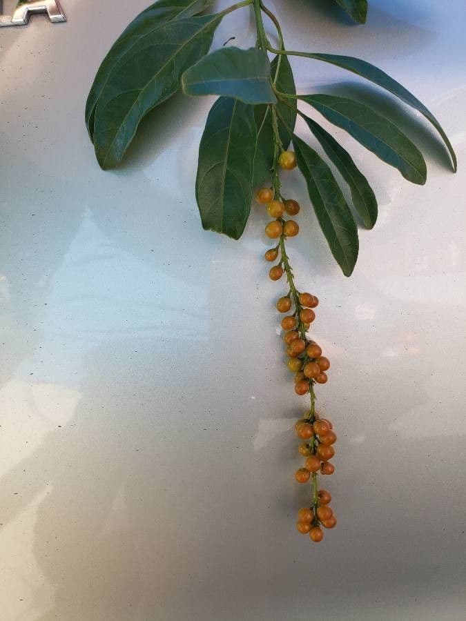 Citharexylum à queue 4