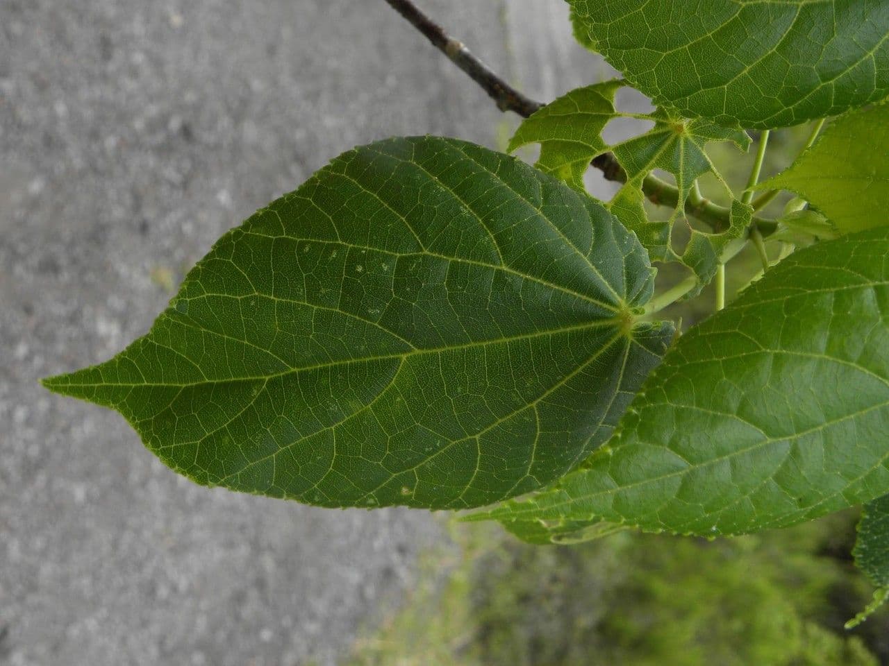 Dombeya 11