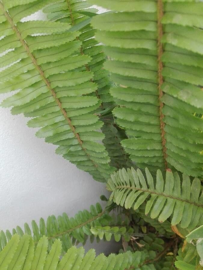 Nephrolepis cordifolia 13