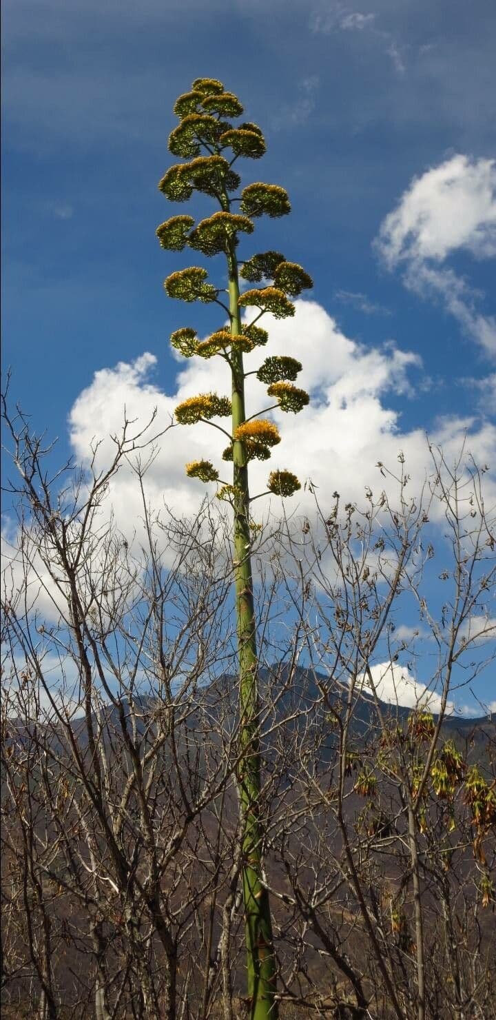 Agave di Shaw 11
