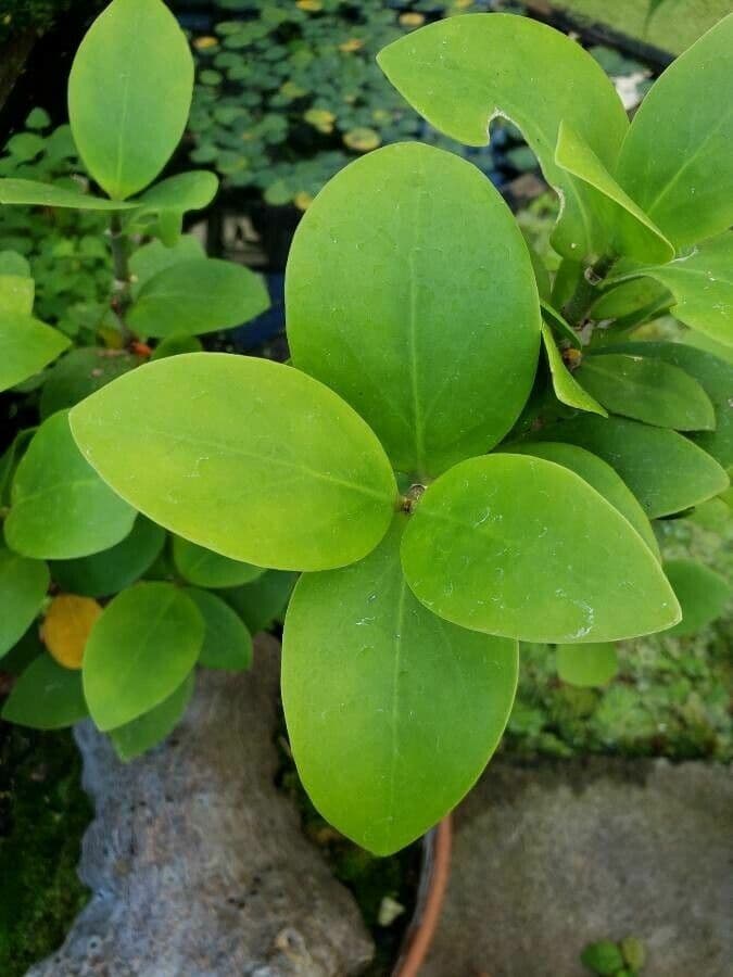 Hydnophytum 4