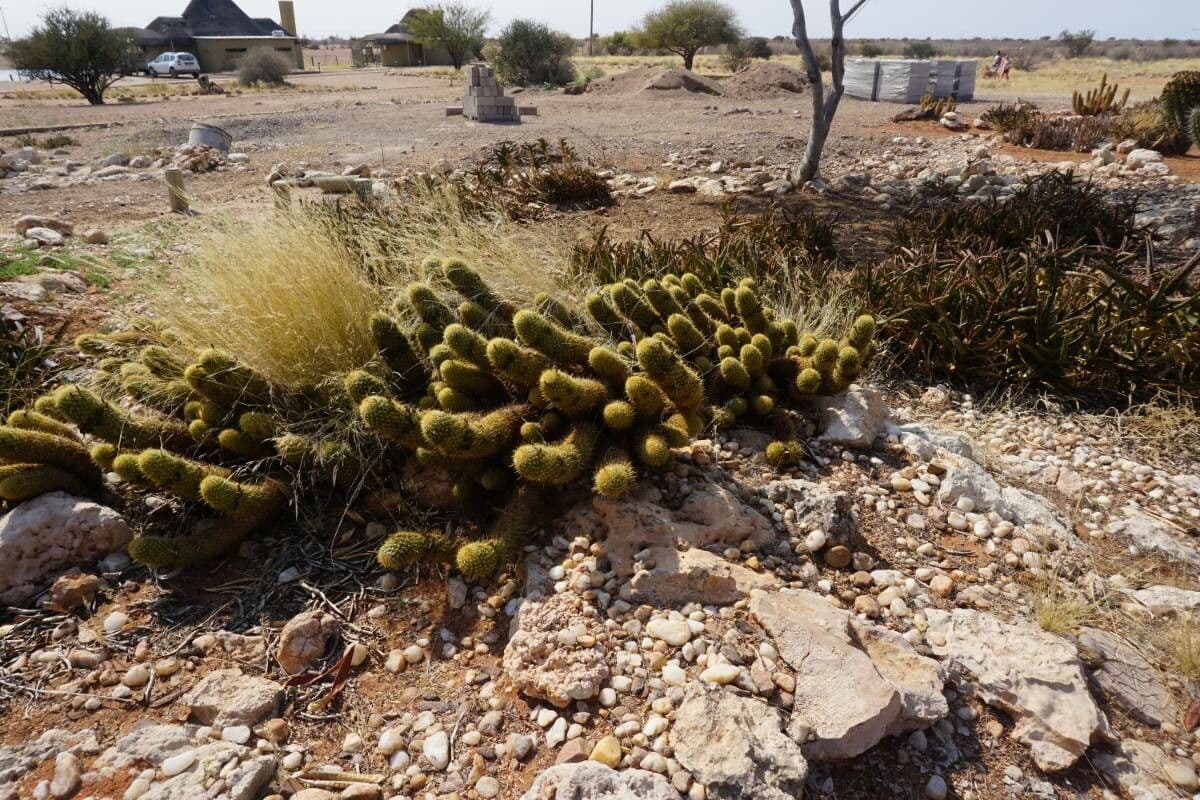 Cactus serpente dorato 3