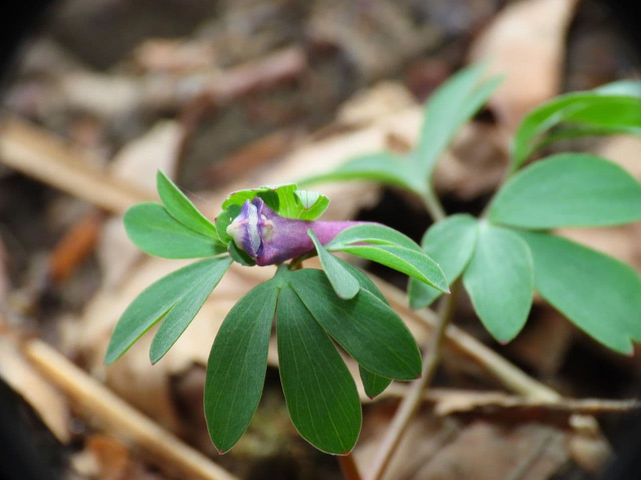 Fumaria pumila 2