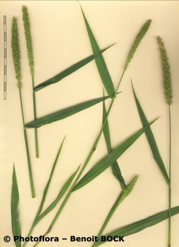 Pabbio verticillato 26