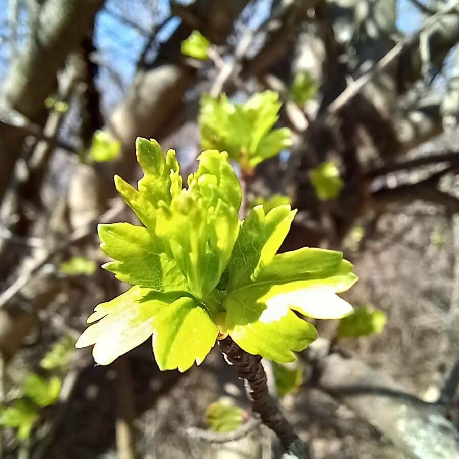 Ribes alpino 7