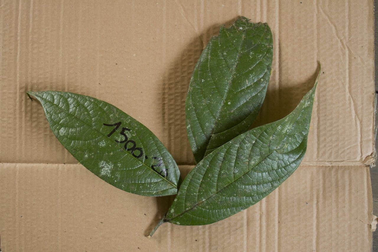Ocotea 5