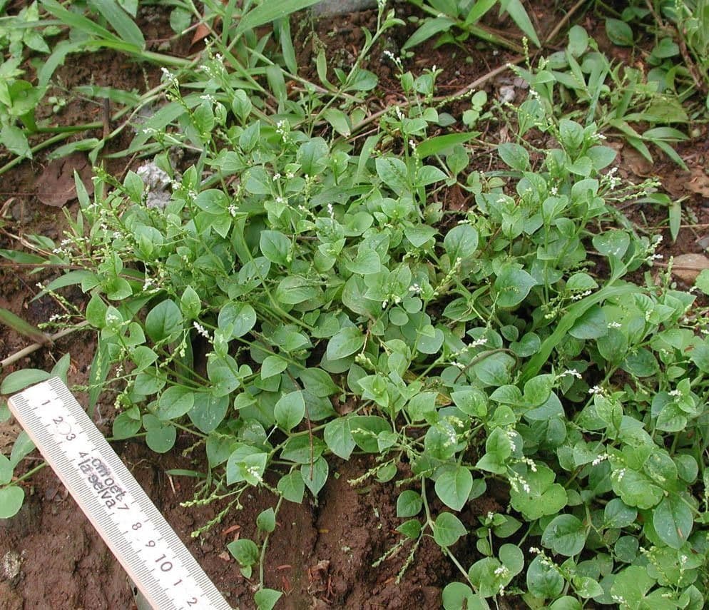 Microtea 2