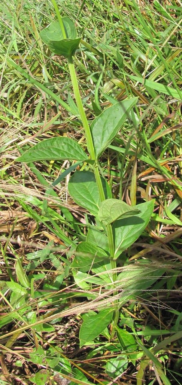 Chelonanthus alatus 9