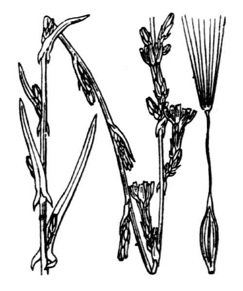 Lactuca saligna 26