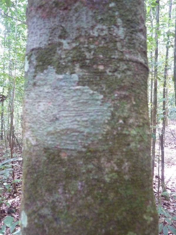 Inga 4