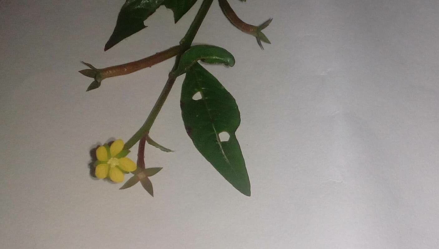Ludwigia